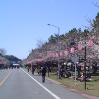 【ミリタリー魂】第35戦　桜満開の「土浦武器学校桜祭り」に突…