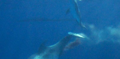 鴨川シーワールドのイルカの出産シーンが感動的―出産シーンの写真有り