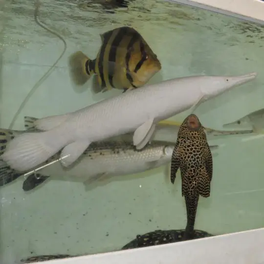 お気に入り 無所可用】第57回 憧れの大型魚飼育～大型熱帯魚のお店を訪問の その他