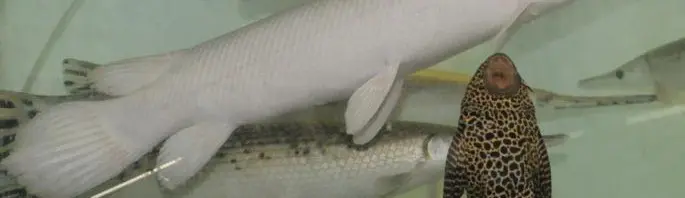 【無所可用】第57回　憧れの大型魚飼育～大型熱帯魚のお店を訪問のおはなし～