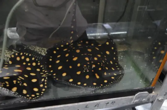 無所可用】第57回 憧れの大型魚飼育～大型熱帯魚のお店を訪問の