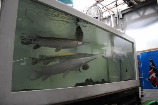 無所可用】第57回 憧れの大型魚飼育～大型熱帯魚のお店を訪問の