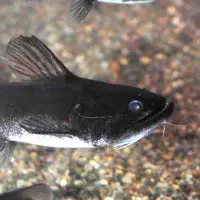 無所可用】第63回 深海魚は飼えないけれど、これはいかが？～淡水魚だけど深海魚っぽいお魚のおはなし～ | おたくま経済新聞