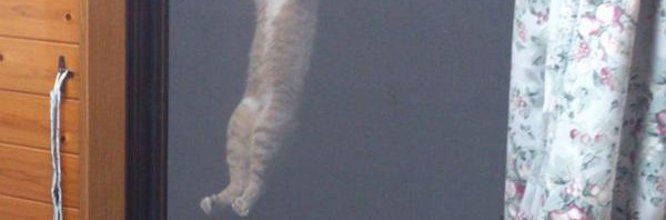 「網戸クライミング」中の猫が……困っててかわいい