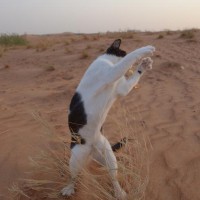 砂漠でストイックにシャドーボクシングする猫