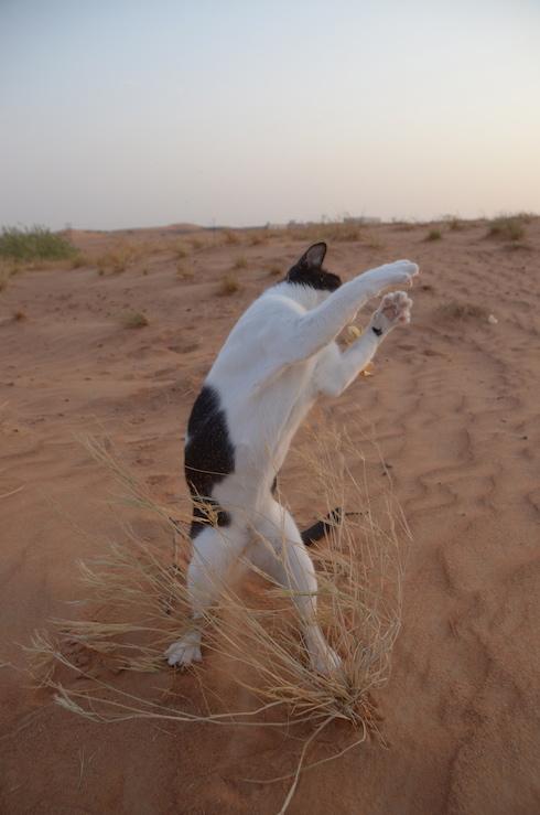 砂漠でストイックにシャドーボクシングする猫