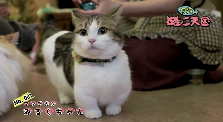 猫成分欠乏症でお困りの方に朗報！22匹の猫動画『突撃！ぬこ天国』公開