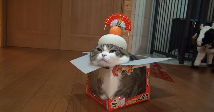 世界一有名な猫のまるが『鏡猫』姿を披露！箱に入ってご満悦にゃん