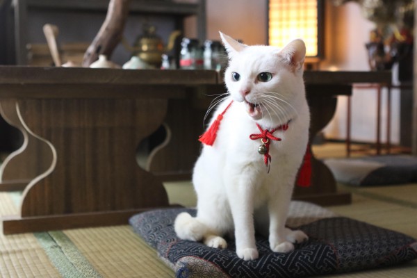 ツンデレ白猫“玉之丞”