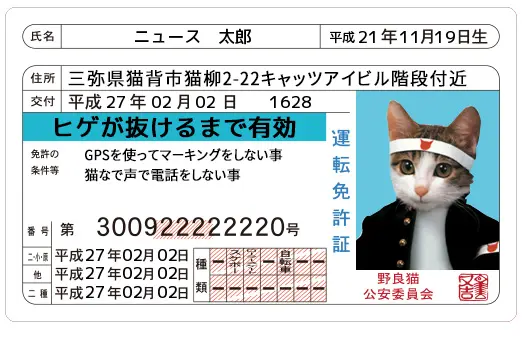 なめんなよ！の『なめ猫免許証』がジェネレーターで復活！ | おたくま経済新聞