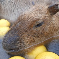 埼玉県こども動物自然公園（埼玉県）