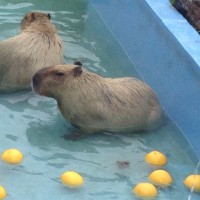 鹿児島市 平川動物公園（鹿児島県）