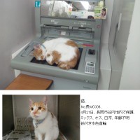 銀行ATM猫