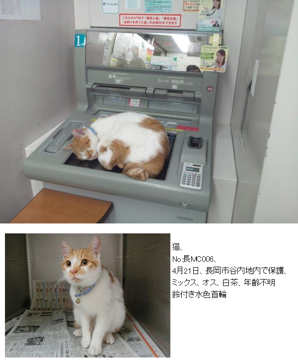 【続報有り】銀行ATMのお昼寝猫　動物愛護センターに保護されていた