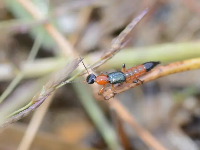 毎年恒例「やけど虫」にご用心！が今年も話題