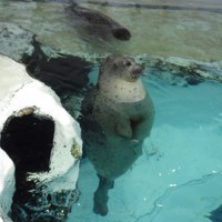 海遊館より