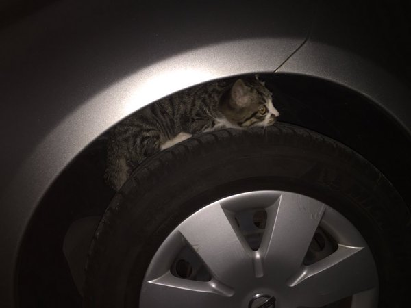 ドライバーの方はご用心！走行直後のタイヤで暖をとる猫