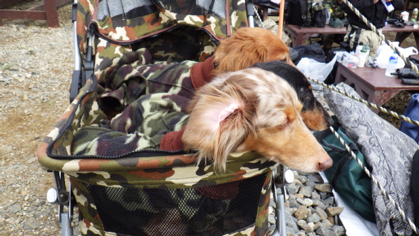 迷彩乳母車の犬