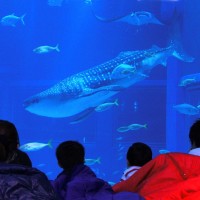 海遊館で「グループでおとまり」開催