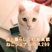 ねこシェアハウス299　保護猫しろまめ