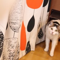 ねこシェアハウス299　保護猫しろまめ ねこシェアハウス299　保護猫おだやか豆