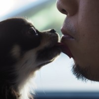 愛犬家家庭あるある？