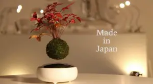 思わずバルスと叫びたい！ラピュタもびっくり「空中盆栽」登場