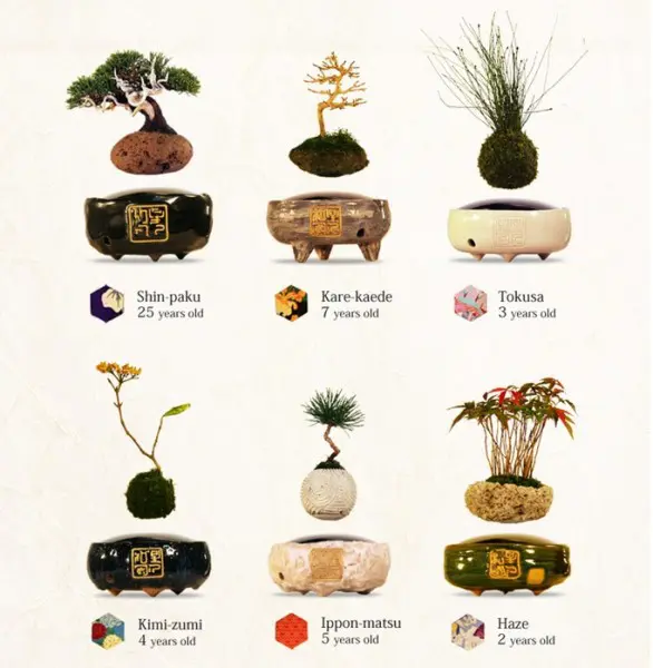 星人 空中盆栽 air bonsai 白 Hoshinchu - Air Bonsai