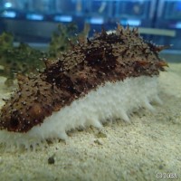 話題の「お寿司なナマコ」／鳥羽水族館　飼育日記より。