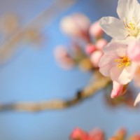 満開の桜