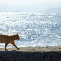 動物との触れあいはストレス解消の一つ