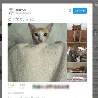 猫の癒やし動画にTwitterから「不適切」通告