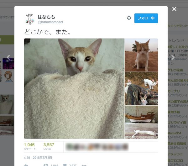猫の癒やし動画にTwitterから「不適切」通告