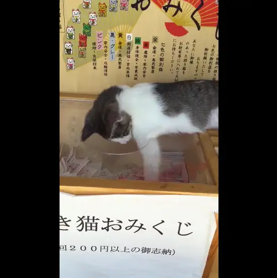 おみくじ猫で話題の猫寺副住職が困り顔 誤った情報を流さないで | おたくま経済新聞