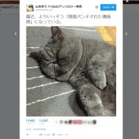 「顔面パンチされた漫画顔」の猫さんが愛嬌たっぷりで癒やされる