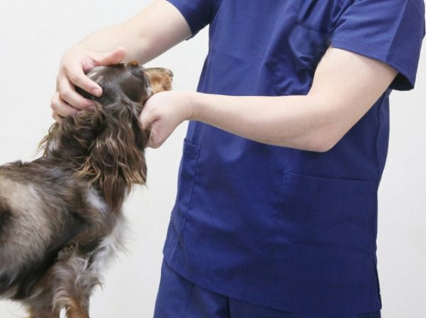 診察を受ける犬（イメージ）