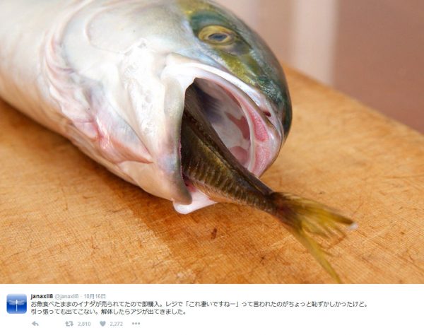 魚の口から魚のしっぽ