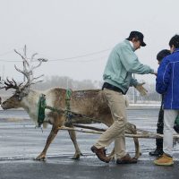 トナカイさん頑張れ！