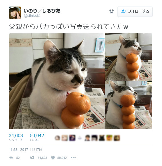 「意地でもどかないニャン！」手にみかんを乗せられた猫が面白くも可愛らしい