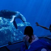 水族館の水槽前でお泊まり体験