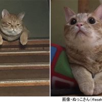 感情が一目瞭然すぎる猫