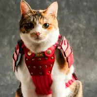 犬猫も鎧身につけていざ出陣！