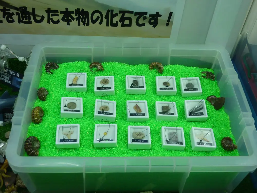 クレーンゲームで化石が発掘出来る！化石キャッチャー復活