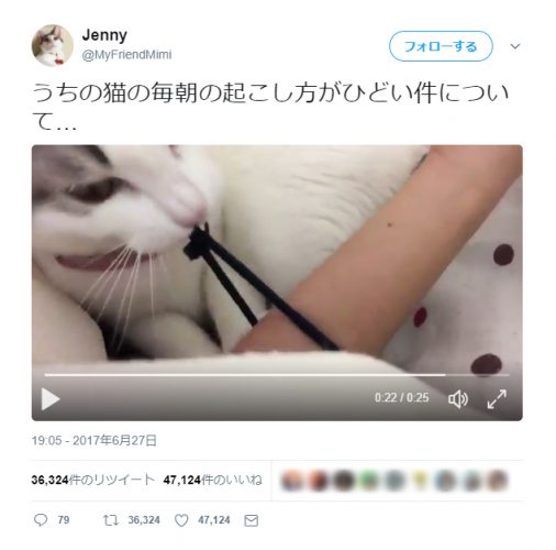 毎朝ゴムパッチン！して飼い主を起こす猫に注目が集まる