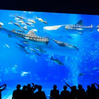 美ら海水族館