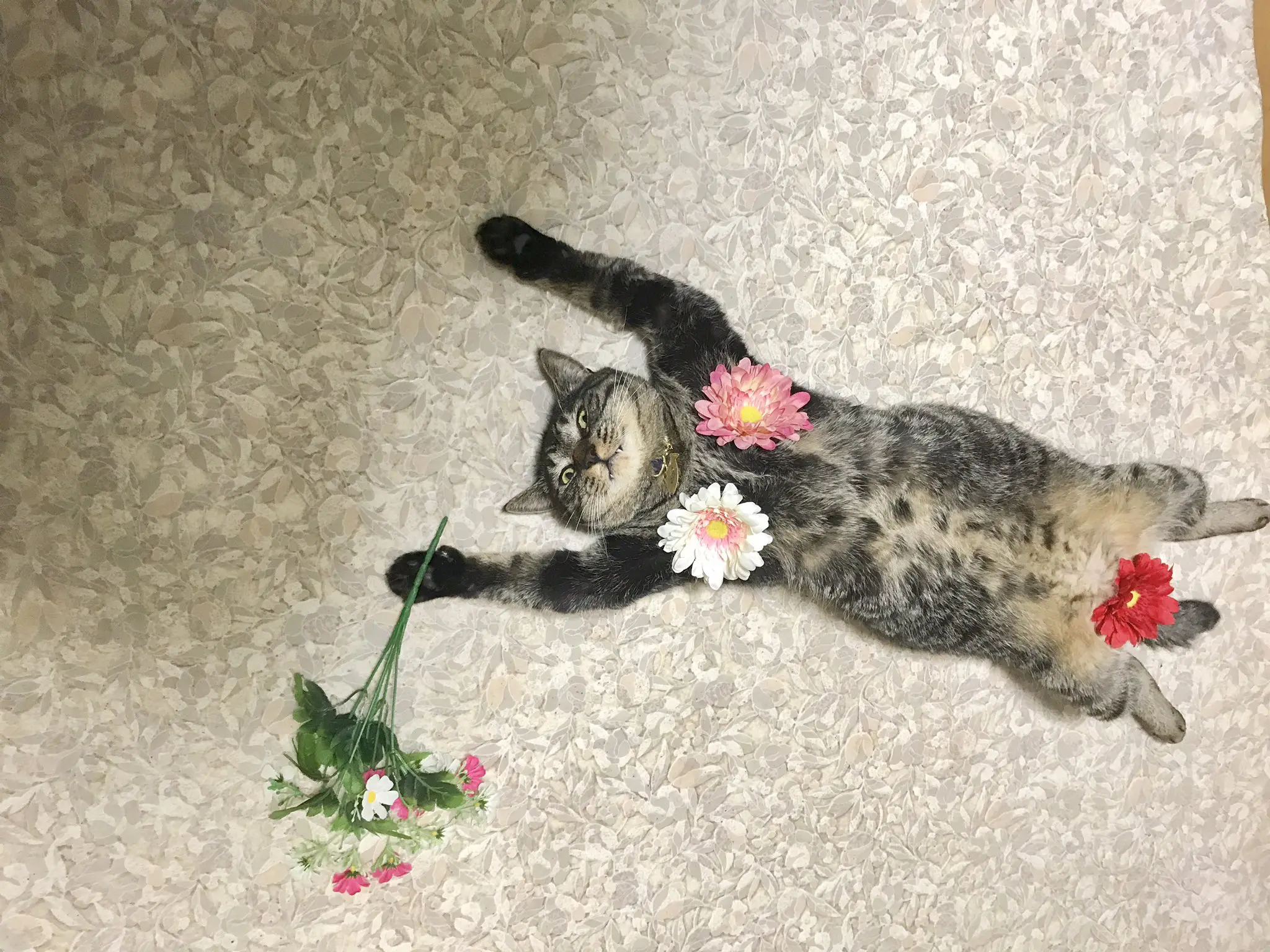 インスタグラマー？セクシーポーズの猫ちゃんに皆メロメロ