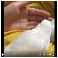 飼い主さんの手がパッ