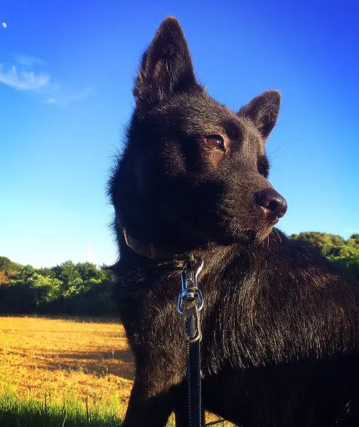 甲斐犬にウイッグをかぶせると……洋犬に変身！？ | おたくま経済新聞