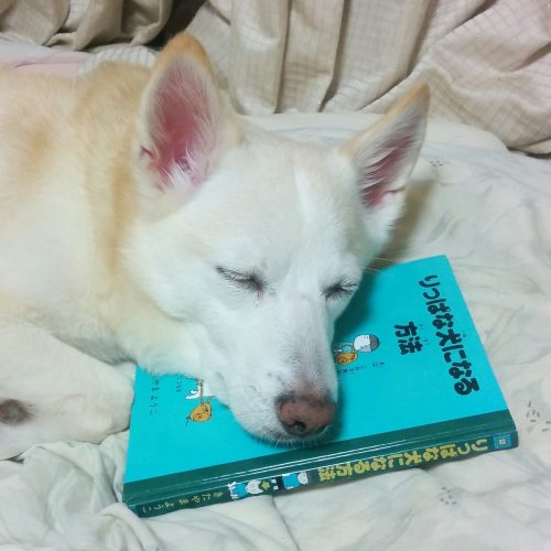 睡眠学習に余念がないワンコさん！りっぱな犬に育ってます