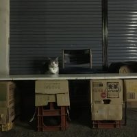 猫が露店開いてたんだけど、幻だったのかな…？